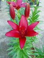 [1713 Navidad Mak No01.JPG]